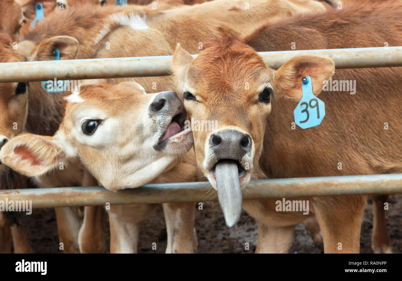 Jersey di giovani vitelli di circa sei mesi di età, comunicanti, lattiero-caseari allevamento di cantiere, ID tag indica informazioni di riproduzione. Foto Stock