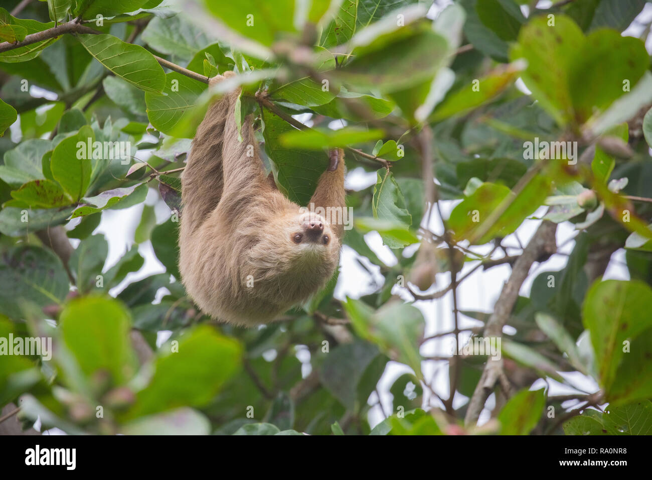 Un selvaggio due dita bradipo in Costa Rica. Foto Stock