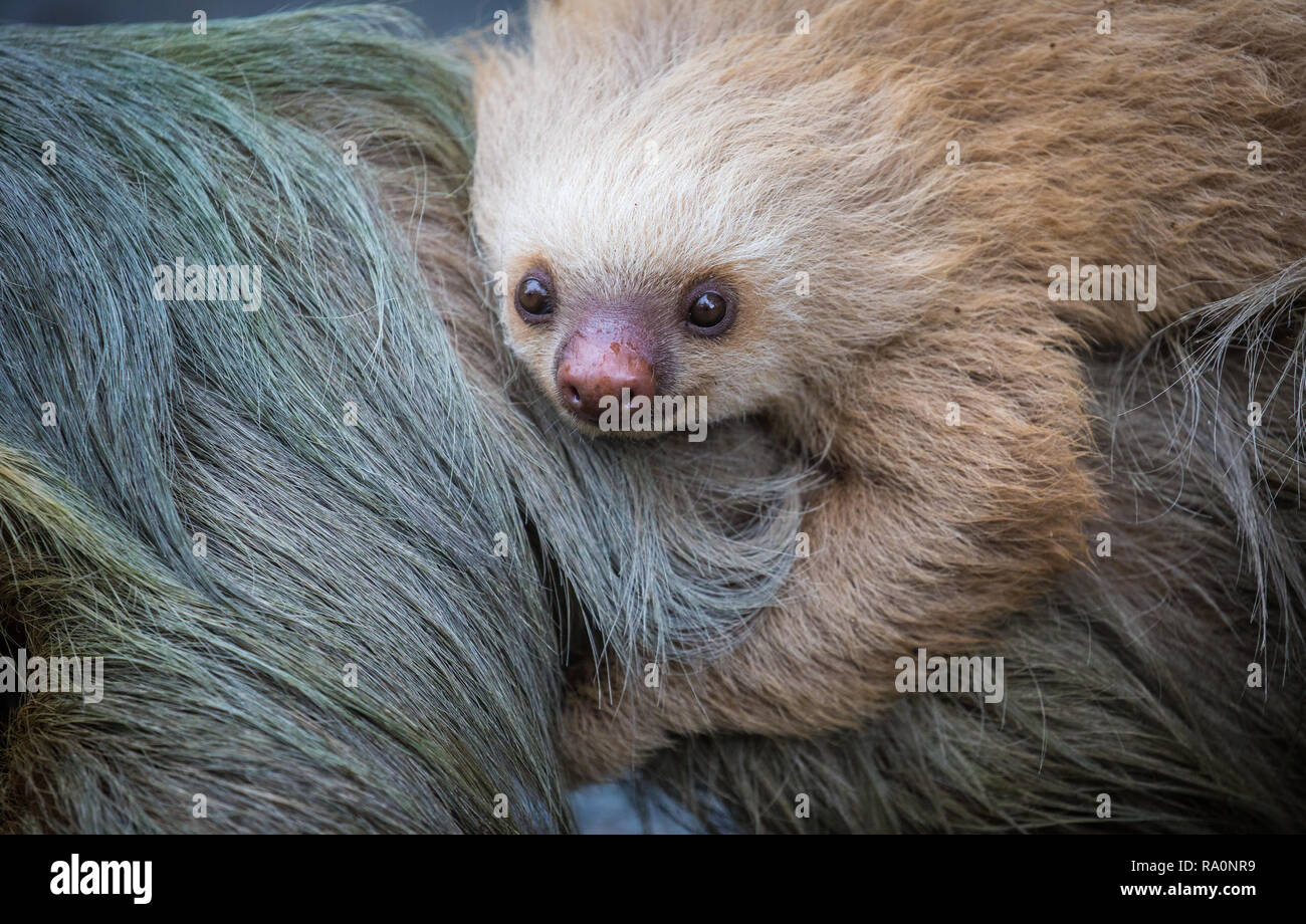 Un selvaggio due dita bradipo in Costa Rica. Foto Stock