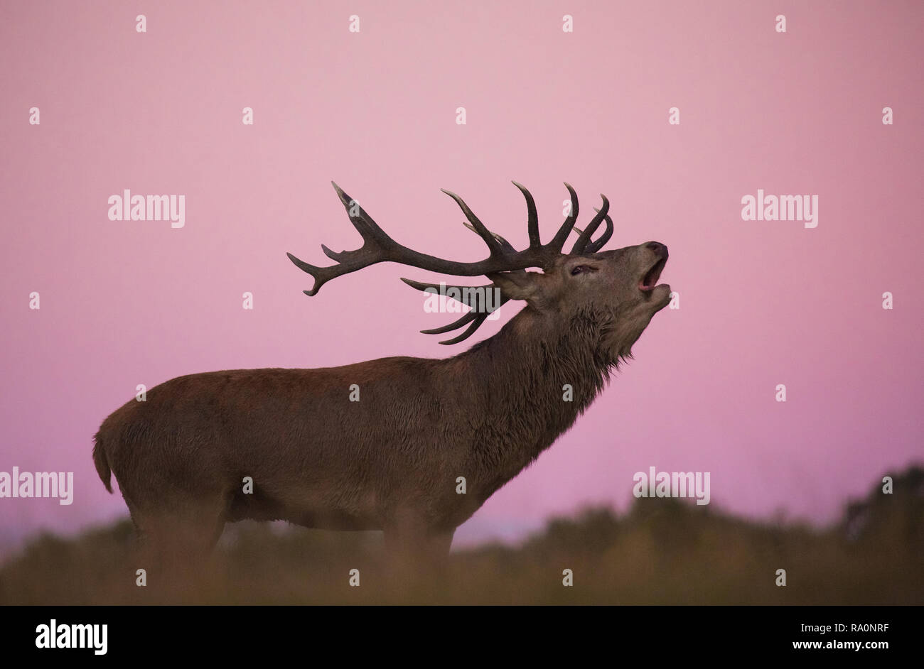 Red Deer in Richmond Park, Londra durante la stagione di solchi Foto Stock