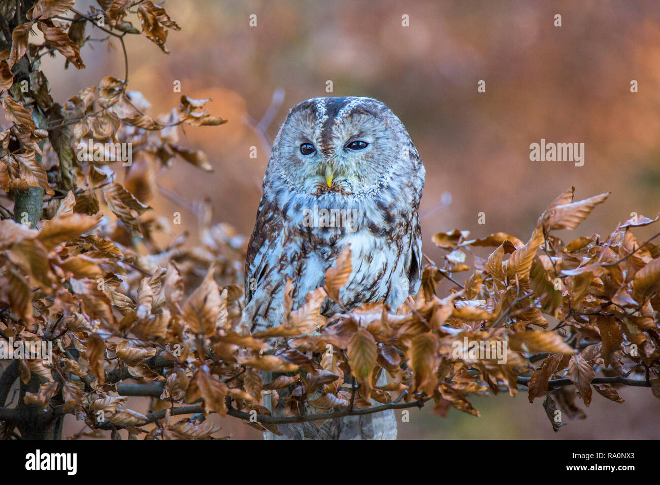 Un Allocco Strix aluco Foto Stock