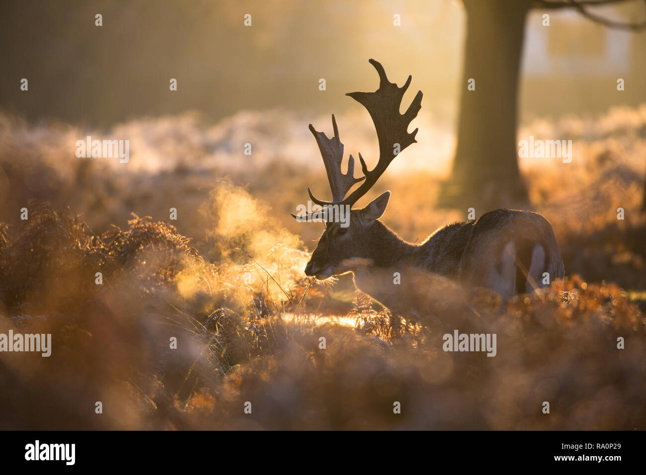 Un daino buck al tramonto a Richmond Park, Londra. Foto Stock