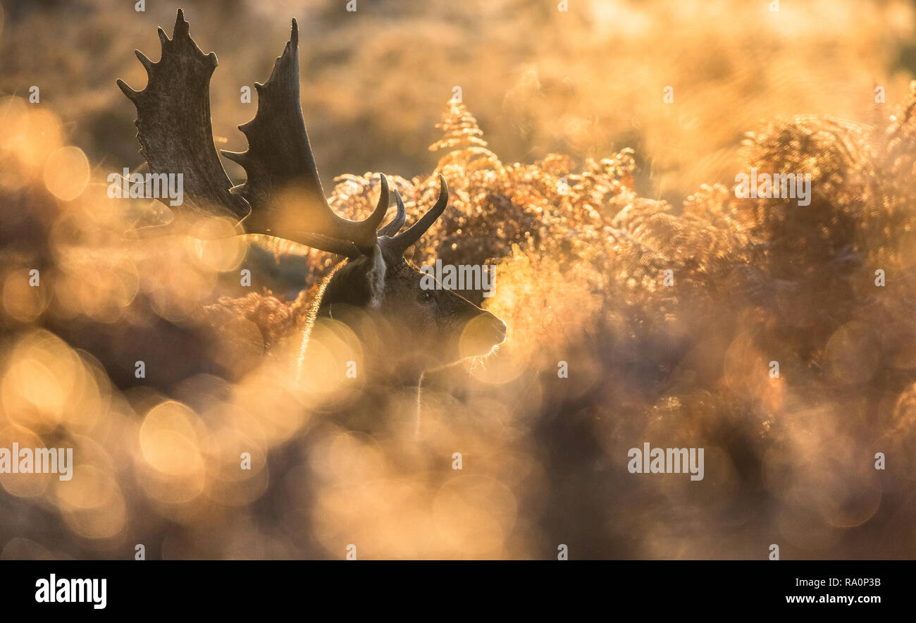 Un daino buck al tramonto a Richmond Park, Londra. Foto Stock