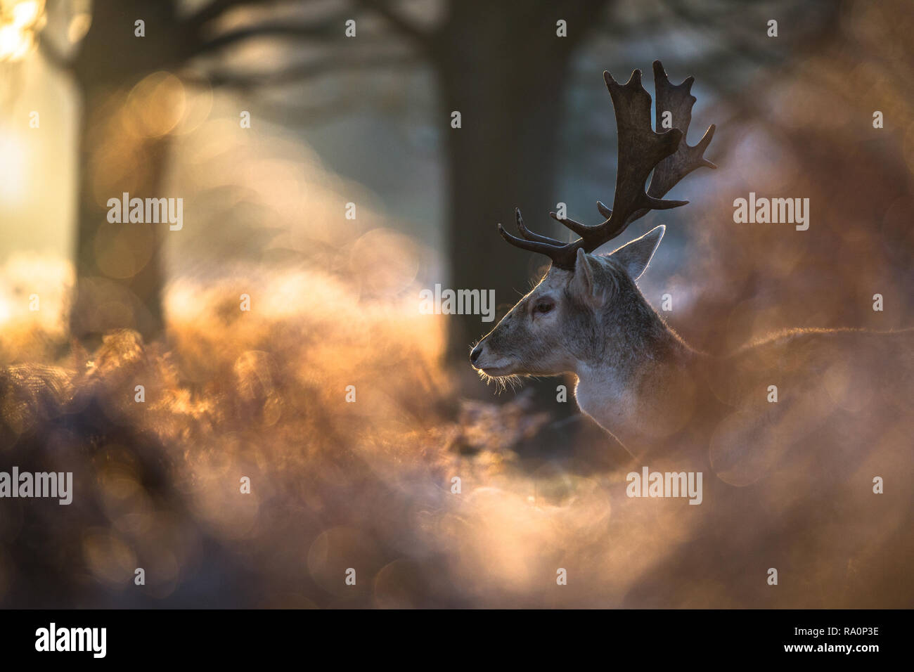 Un daino buck al tramonto a Richmond Park, Londra. Foto Stock