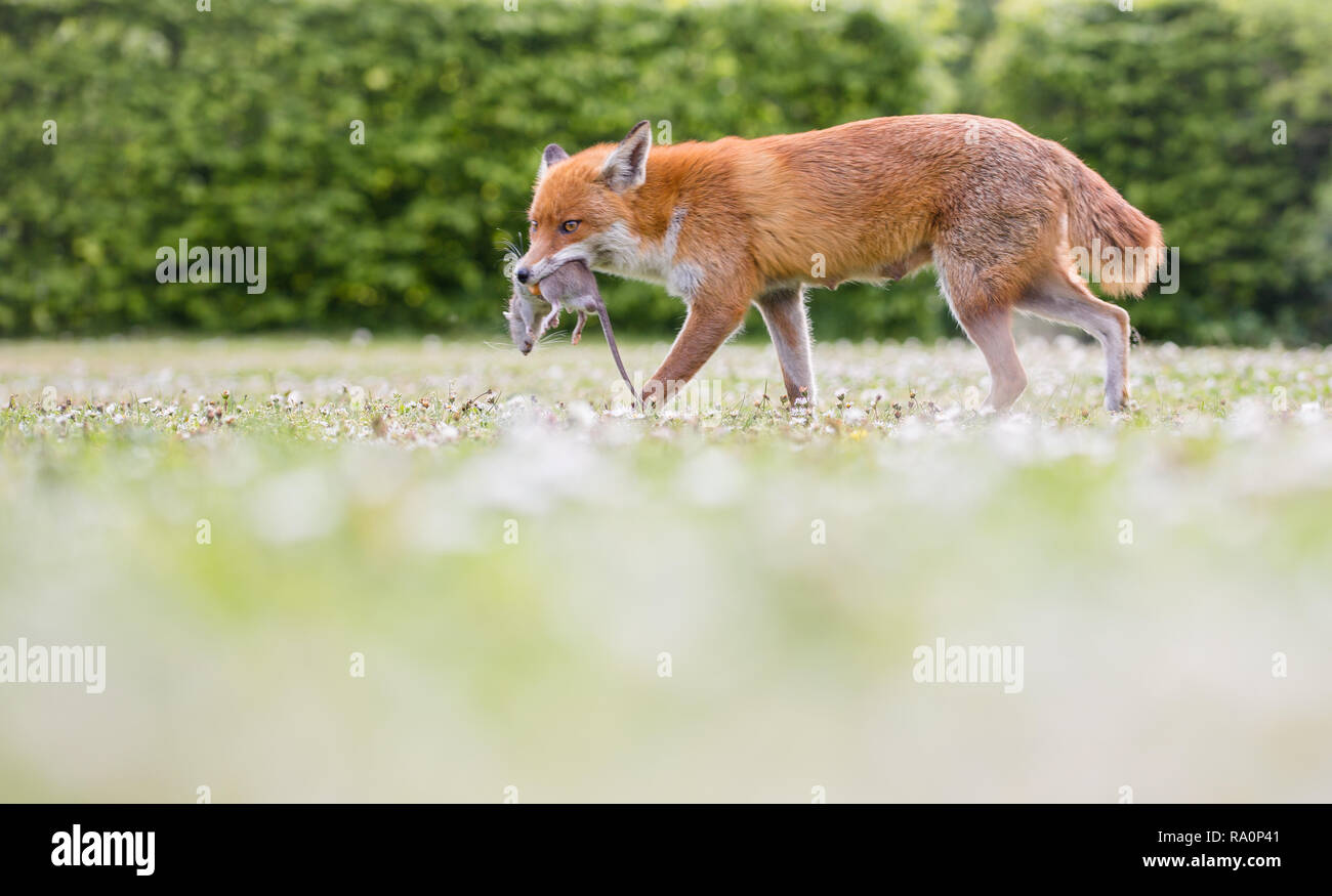 Una volpe rossa nella zona sud-ovest di Londra. Foto Stock