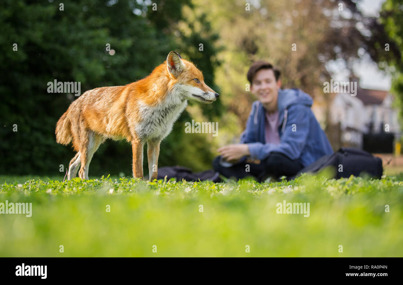 Una volpe rossa nella zona sud-ovest di Londra. Foto Stock