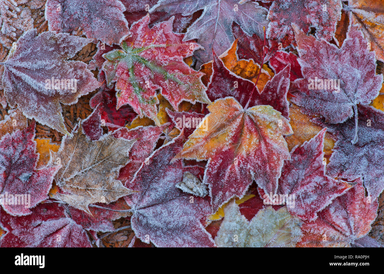Smerigliato di foglie di acero, sottobosco, l'autunno, E STATI UNITI D'AMERICA, da saltare Moody/Dembinsky Foto Assoc Foto Stock