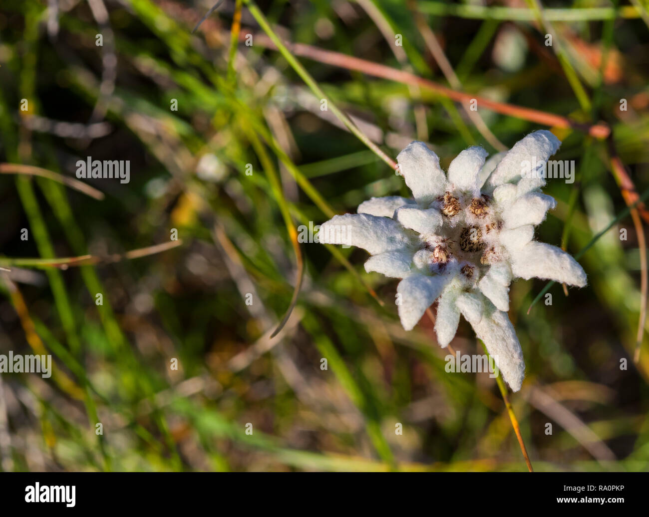 Bellissima Edelweiss flower in rumeno di montagne, uno dei più noti protetti  di fiori alpini Foto stock - Alamy
