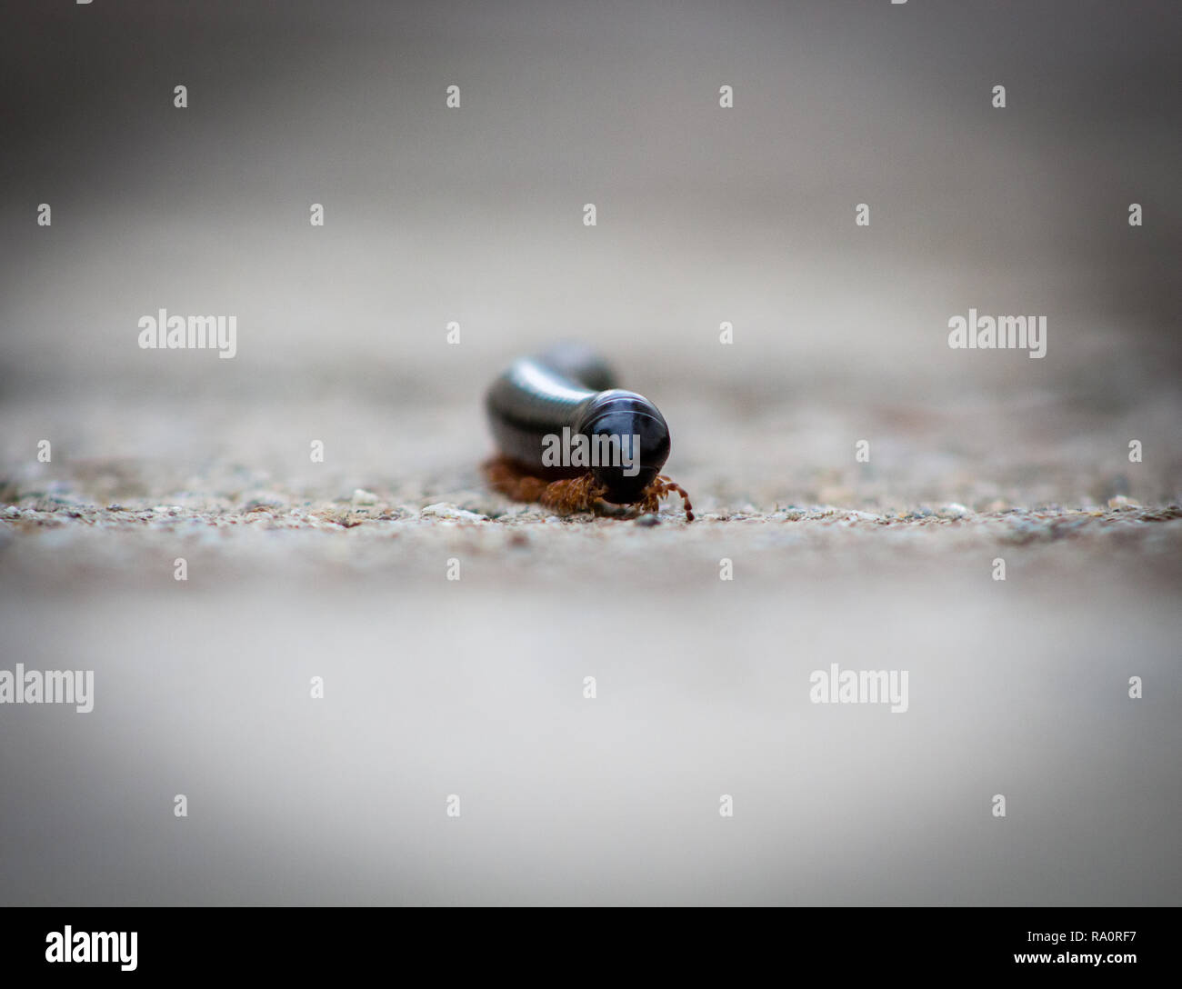 Millepiedi africano sul calcestruzzo durante la stagione delle piogge in Zimbabwe Foto Stock