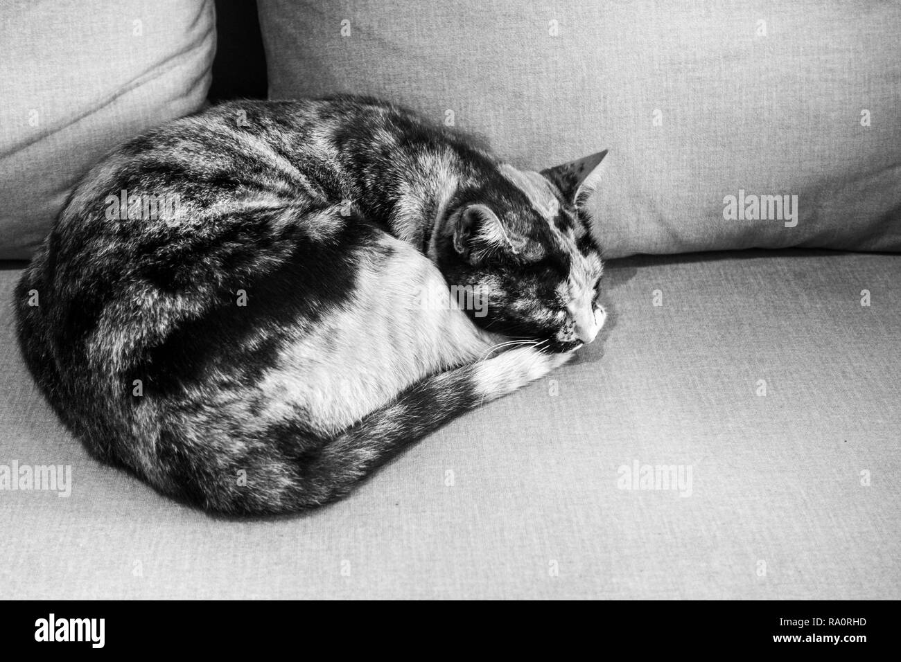 Un gatto dorme sul divano Creta Grecia Europa Foto Stock