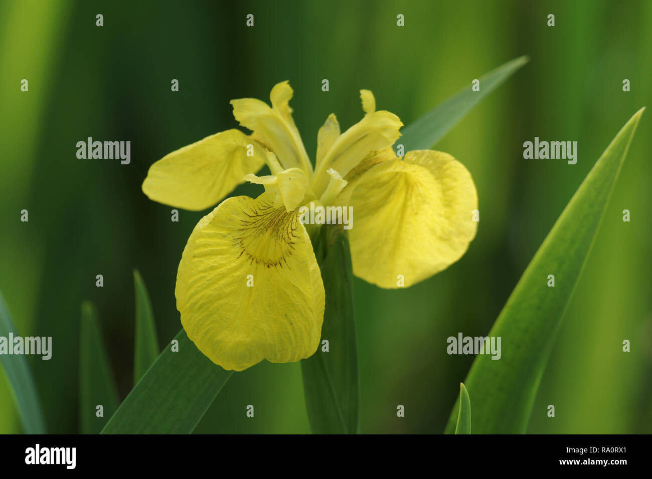 Iris gialla (Iris pseudacorus) Foto Stock