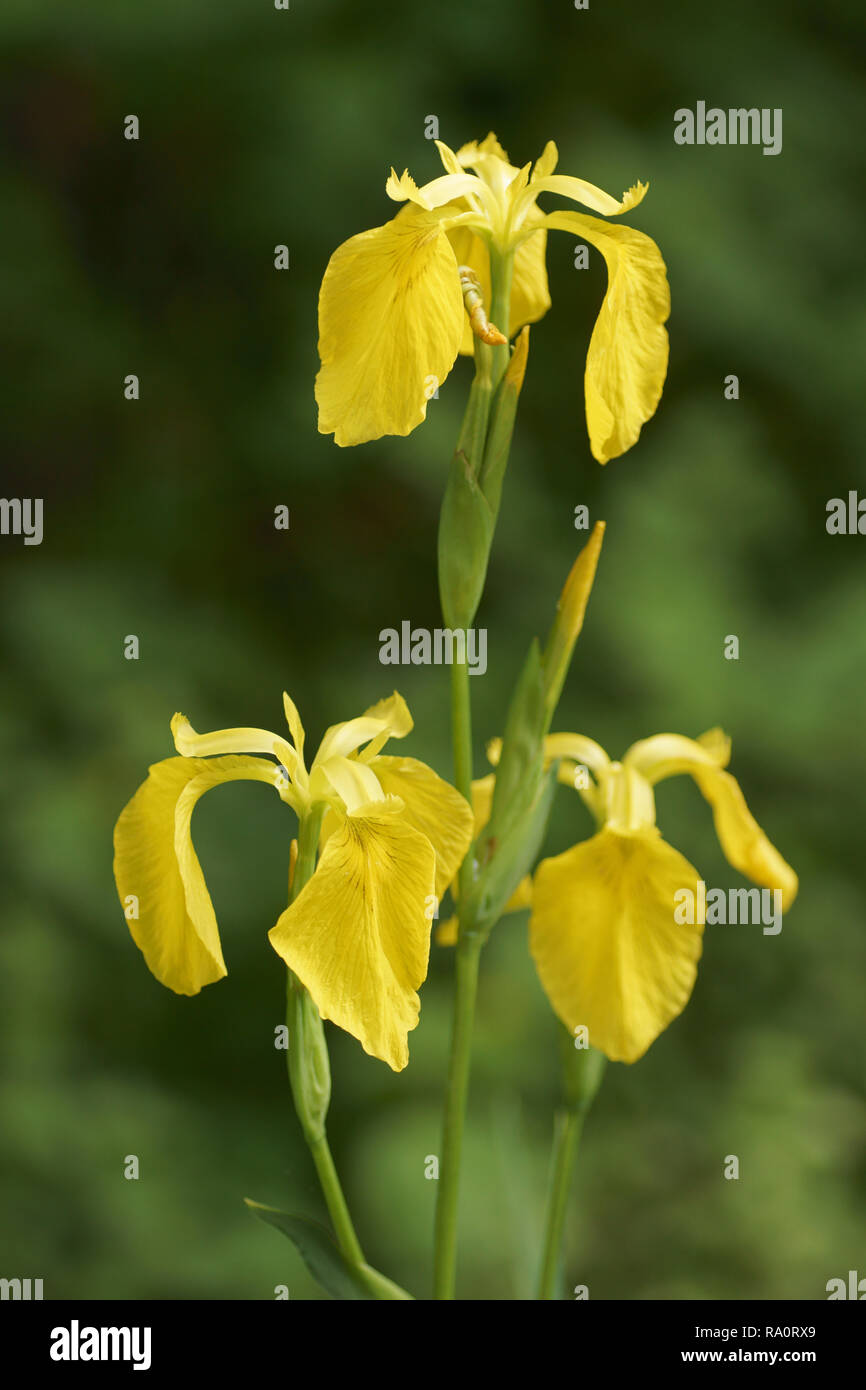Iris gialla (Iris pseudacorus) Foto Stock