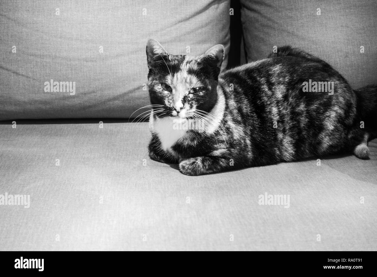 Un gatto seduto sul divano con i suoi occhi aperti Creta Grecia Europa Foto Stock
