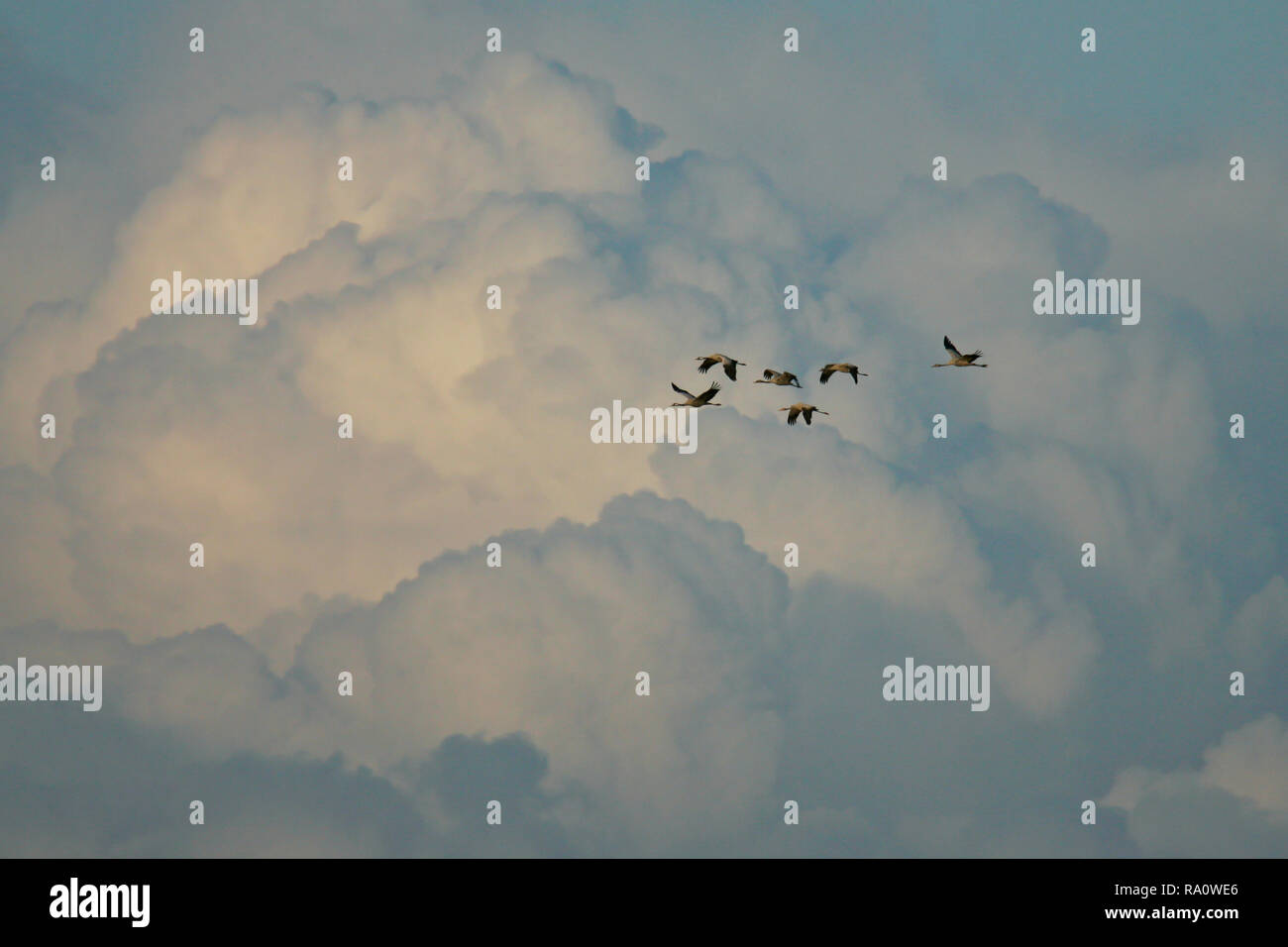 Gru comune (grus grus) battenti di fronte a enormi cumuli di formazione delle nuvole, Isola di Ruegen, Mar Baltico, Meclemburgo-Pomerania, Germania Foto Stock