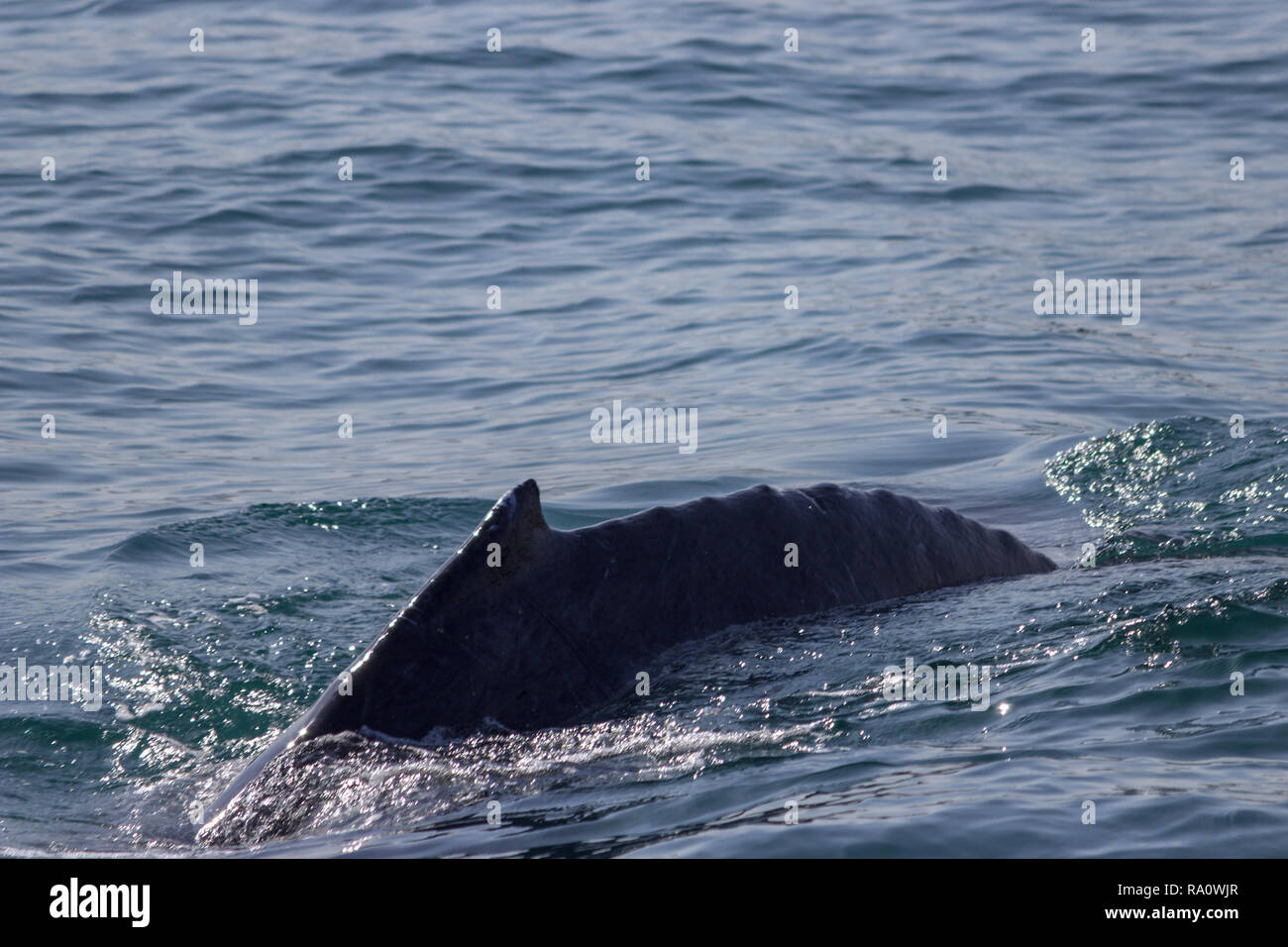 Pinna di un Humpback Whale in Perù Foto Stock