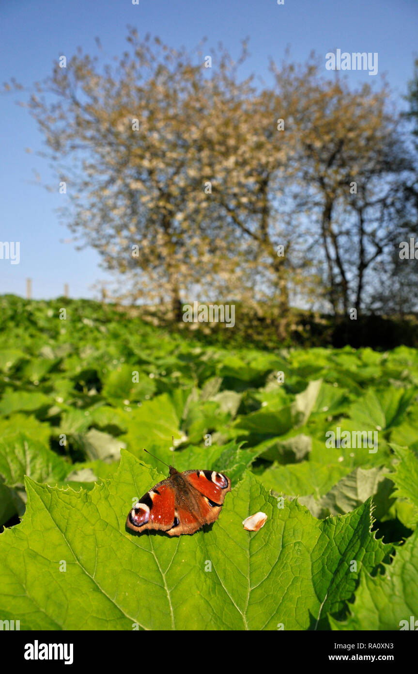Farfalla pavone ensoleillement stesso su butterbur lascia vicino a un fiume con alberi in fiore in background. Foto Stock