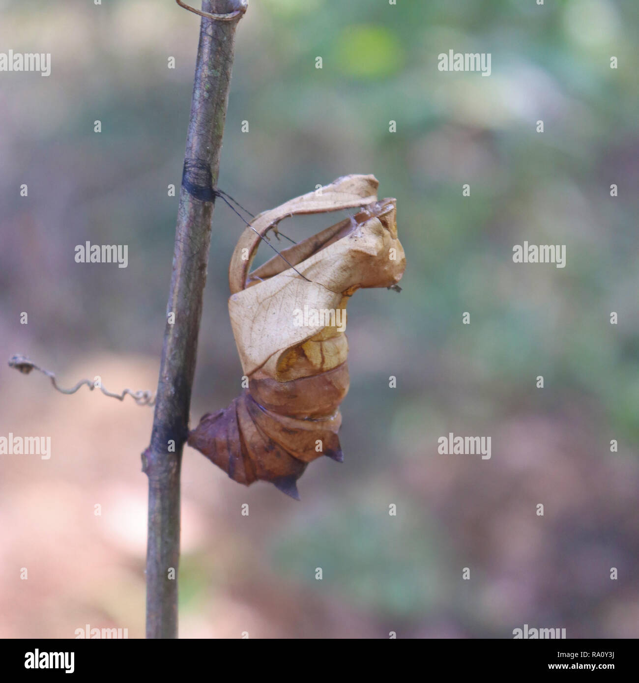 Vuoto caso pupa del Sud Birdwing butterfly Foto Stock