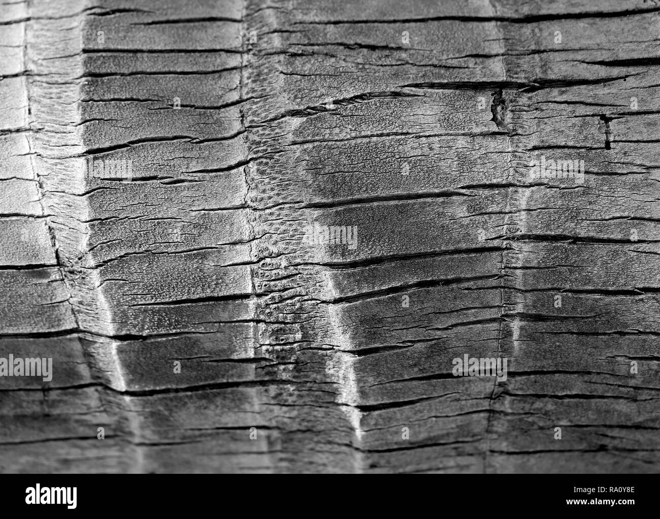 Tronco di albero Palm tree fotografato vicino fino Foto Stock