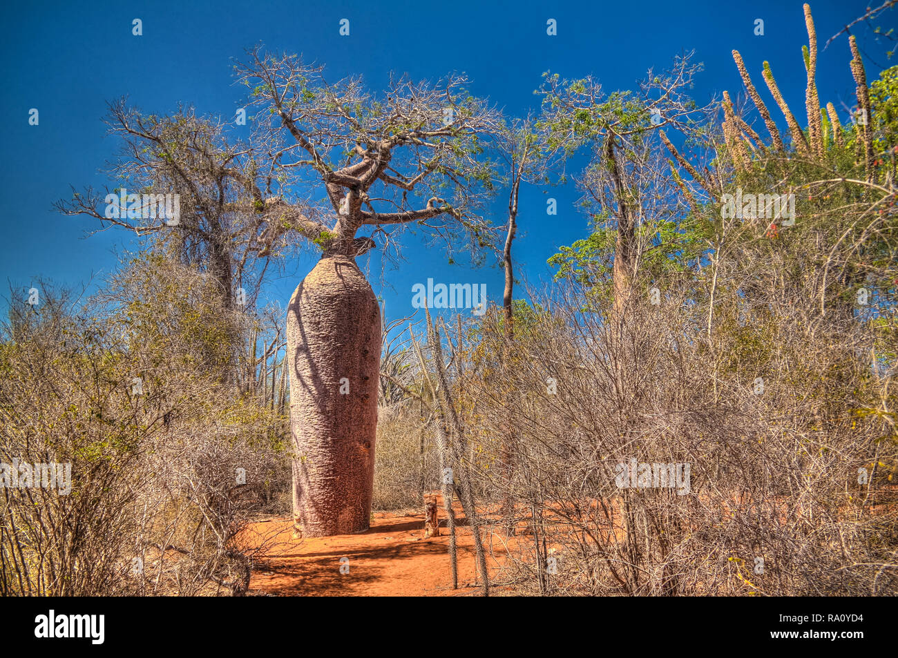 Paesaggio con Adansonia grandidieri baobab, Reniala national park, Toliara, Madagascar Foto Stock