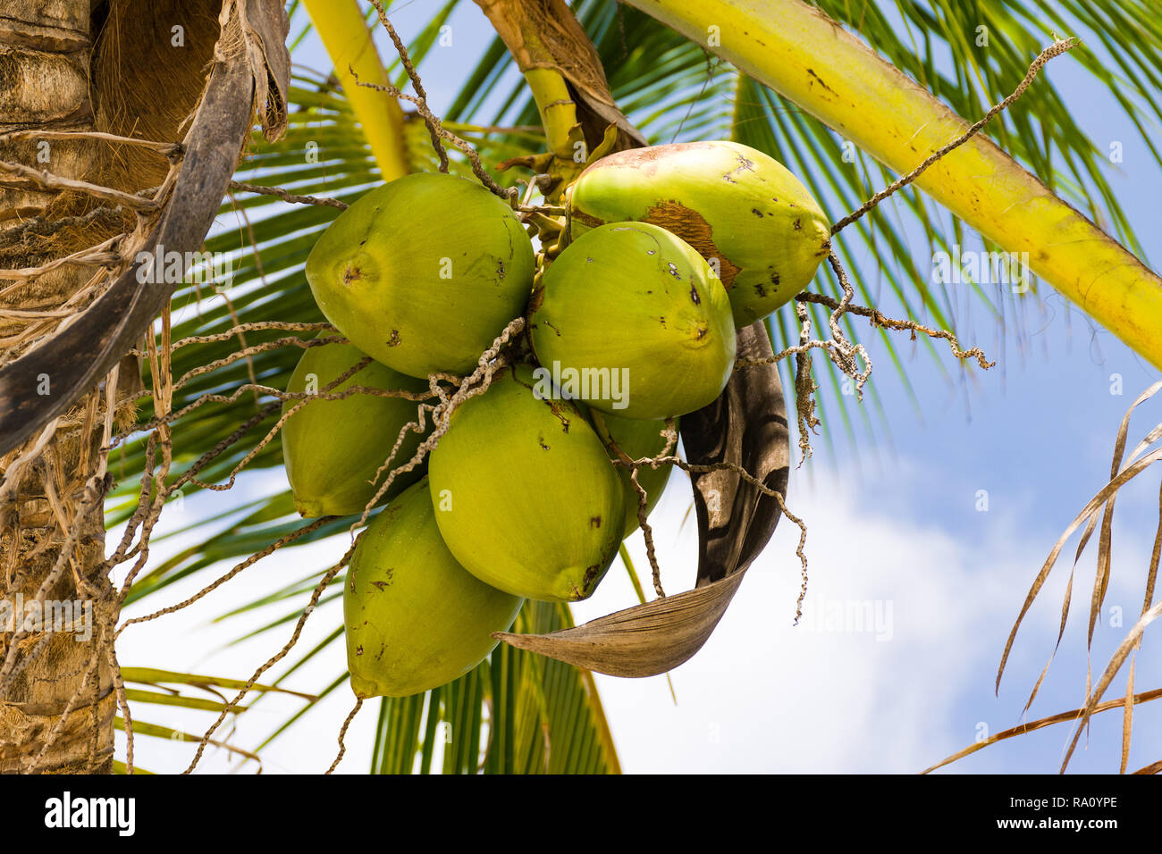 Coconut Palm tree ( Arecaceae o Cocos nucifera ) che mostra il dettaglio di noci di cocco in Early Morning Light Foto Stock