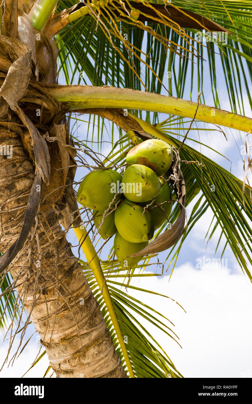 Coconut Palm tree ( Arecaceae o Cocos nucifera ) che mostra il dettaglio di noci di cocco in Early Morning Light Foto Stock