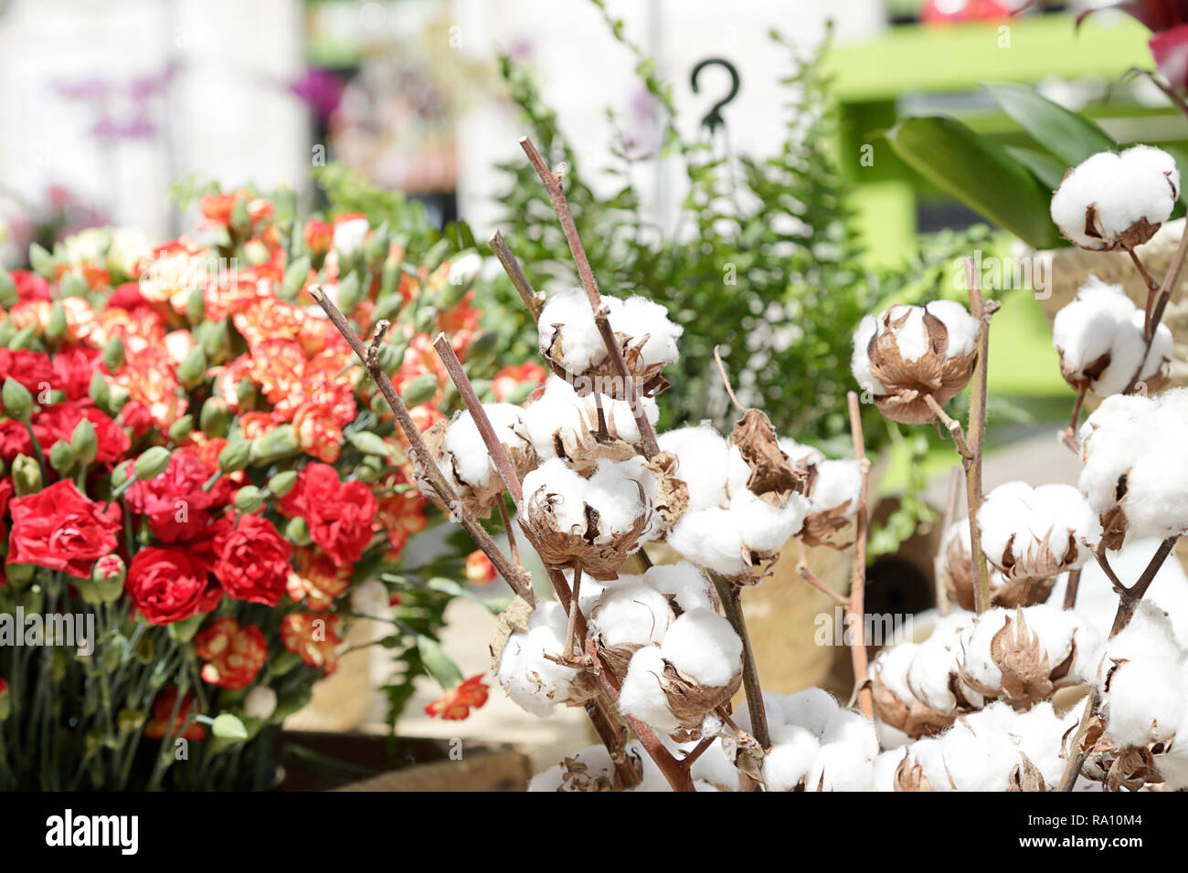Diversi rami di fiori di cotone (Gossypium) per la vendita e le altre  piante in fiore street market Foto stock - Alamy