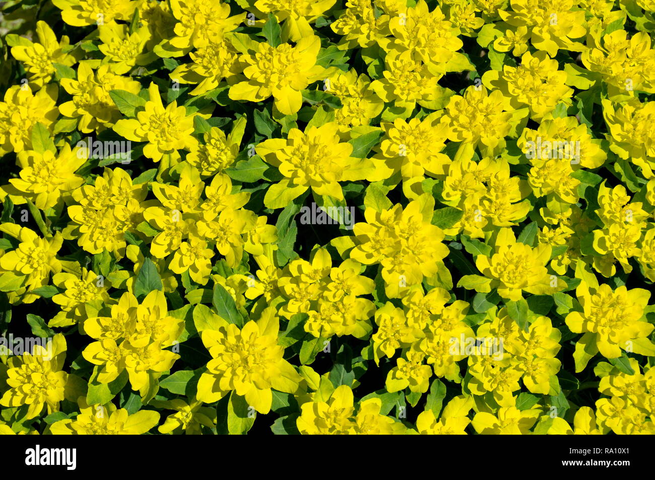 Il cuscino di euforbia Euphorbia polycroma fioritura in primavera Foto Stock