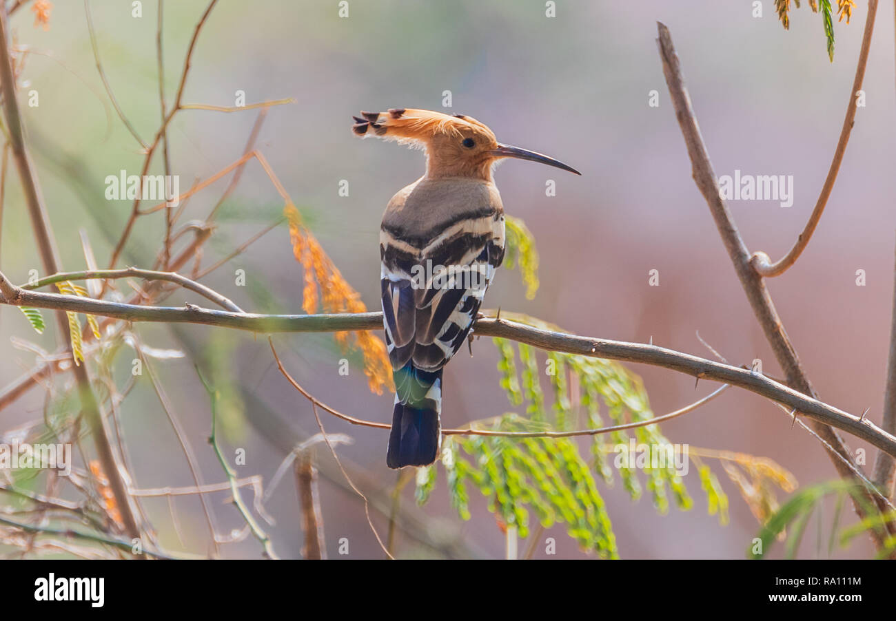 hoopoe sedette sul ramo Foto Stock