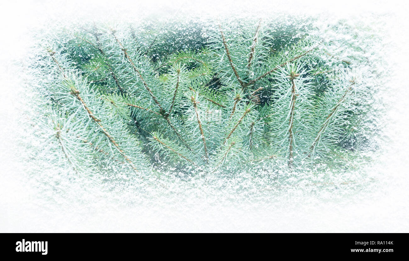 Inverno verde abete coperto con nevicate banner orizzontale dello sfondo. Foto Stock