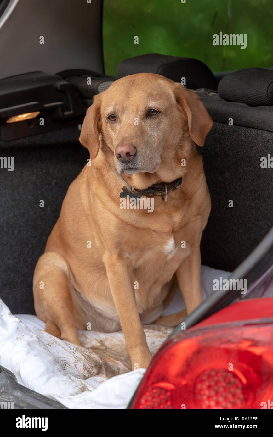 Red Labrador Retriever cane seduto sul letto nel portabagagli di un'auto. Foto Stock