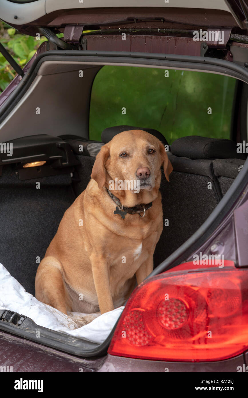 Red Labrador Retriever cane seduto sul letto nel portabagagli di un'auto. Foto Stock