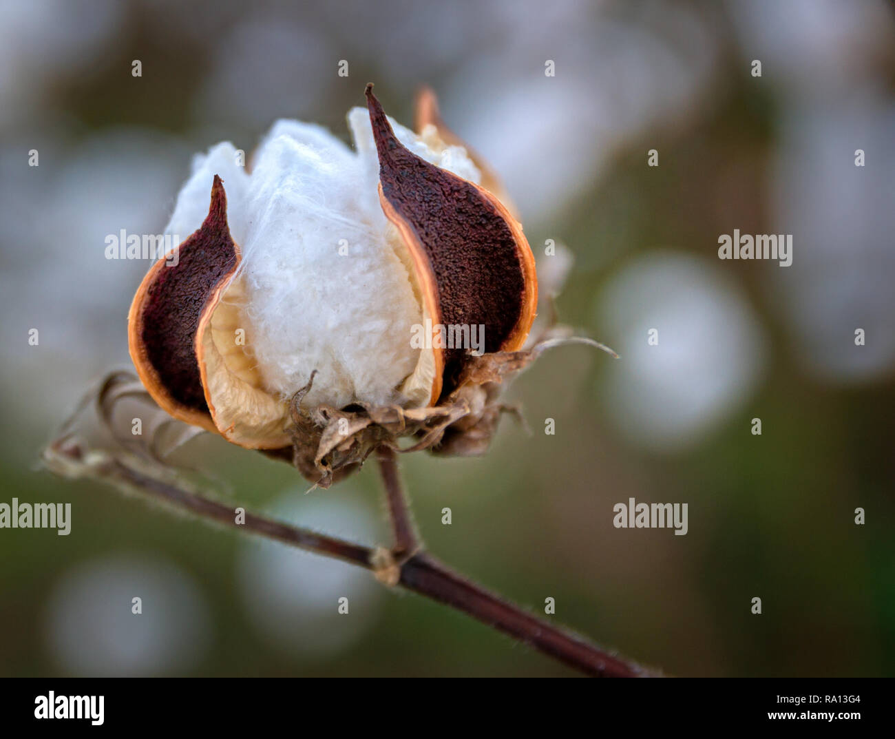 Una capsula matura di cotone upland (Gossypium hirsutum) è isolata in un campo di cotone a Caledonia, Mississippi. Foto Stock