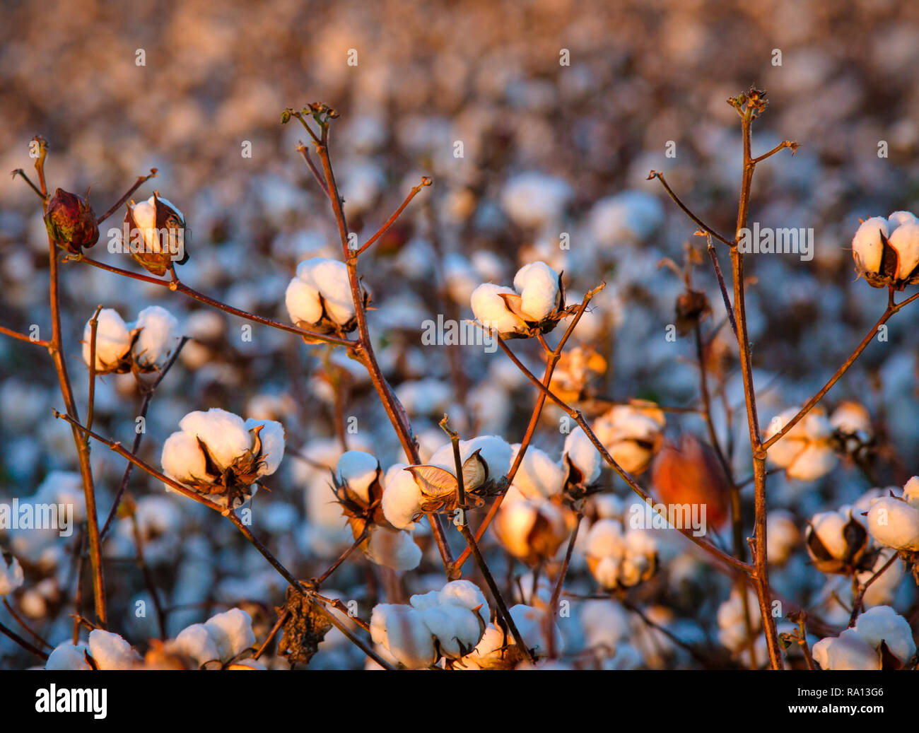 Il sole tramonta su un campo di cotone delle terre alte (Gossypium hirsutum), il 24 ottobre 2012 a Caledonia, Mississippi. Foto Stock
