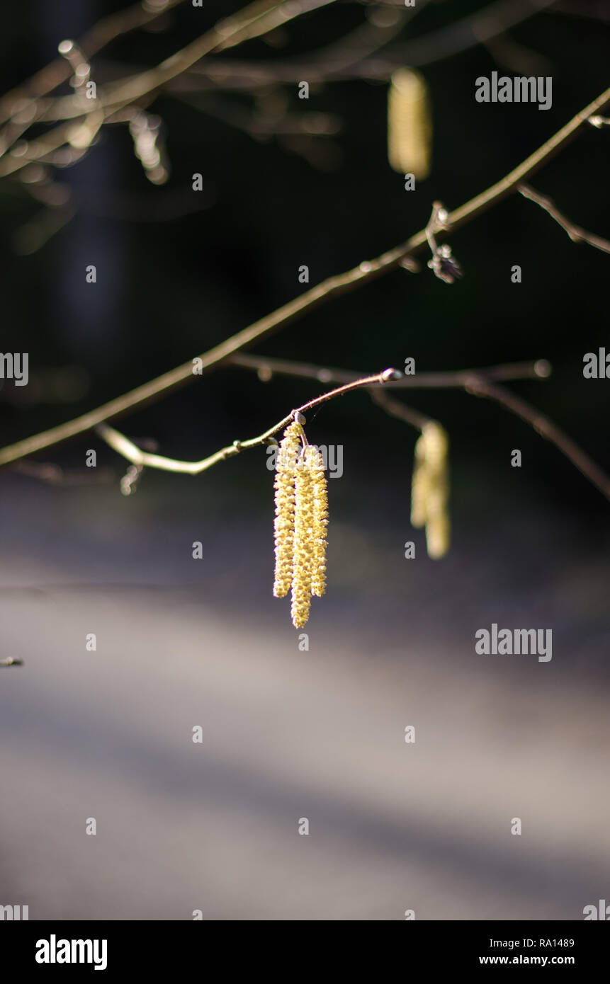 Betulla che fiorisce in sole durante la primavera Foto Stock