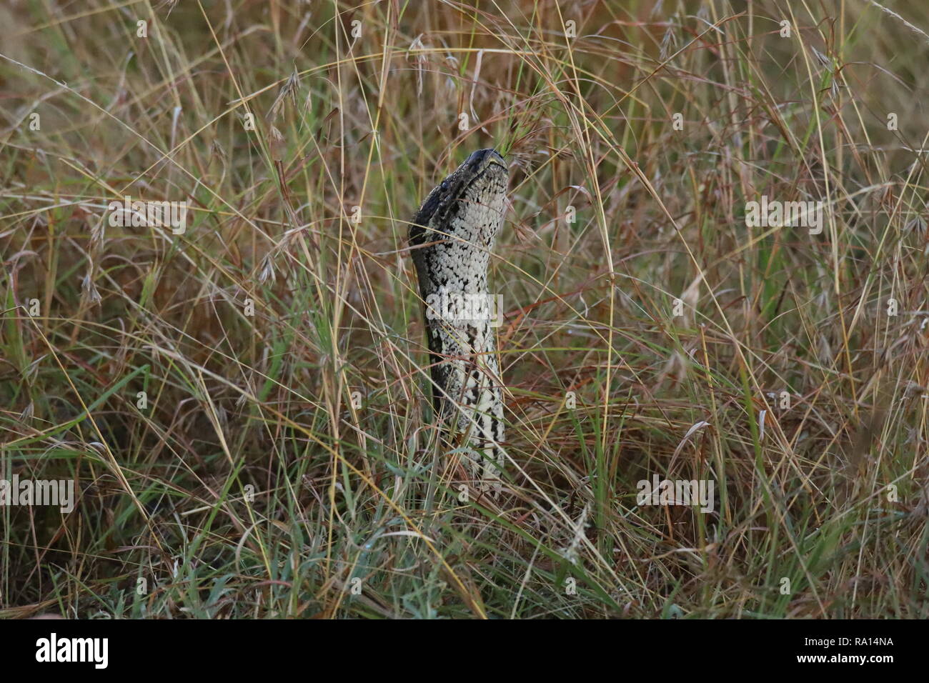 Raddrizzati python nell'erba alta del Masai Mara Foto Stock