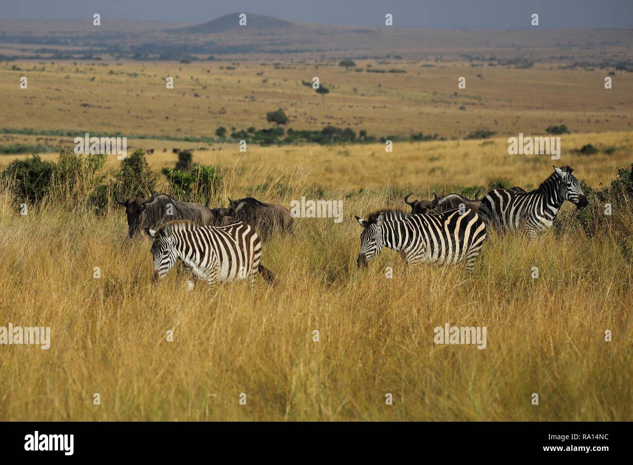 Pianure errante zebre nel Masai Mara Foto Stock
