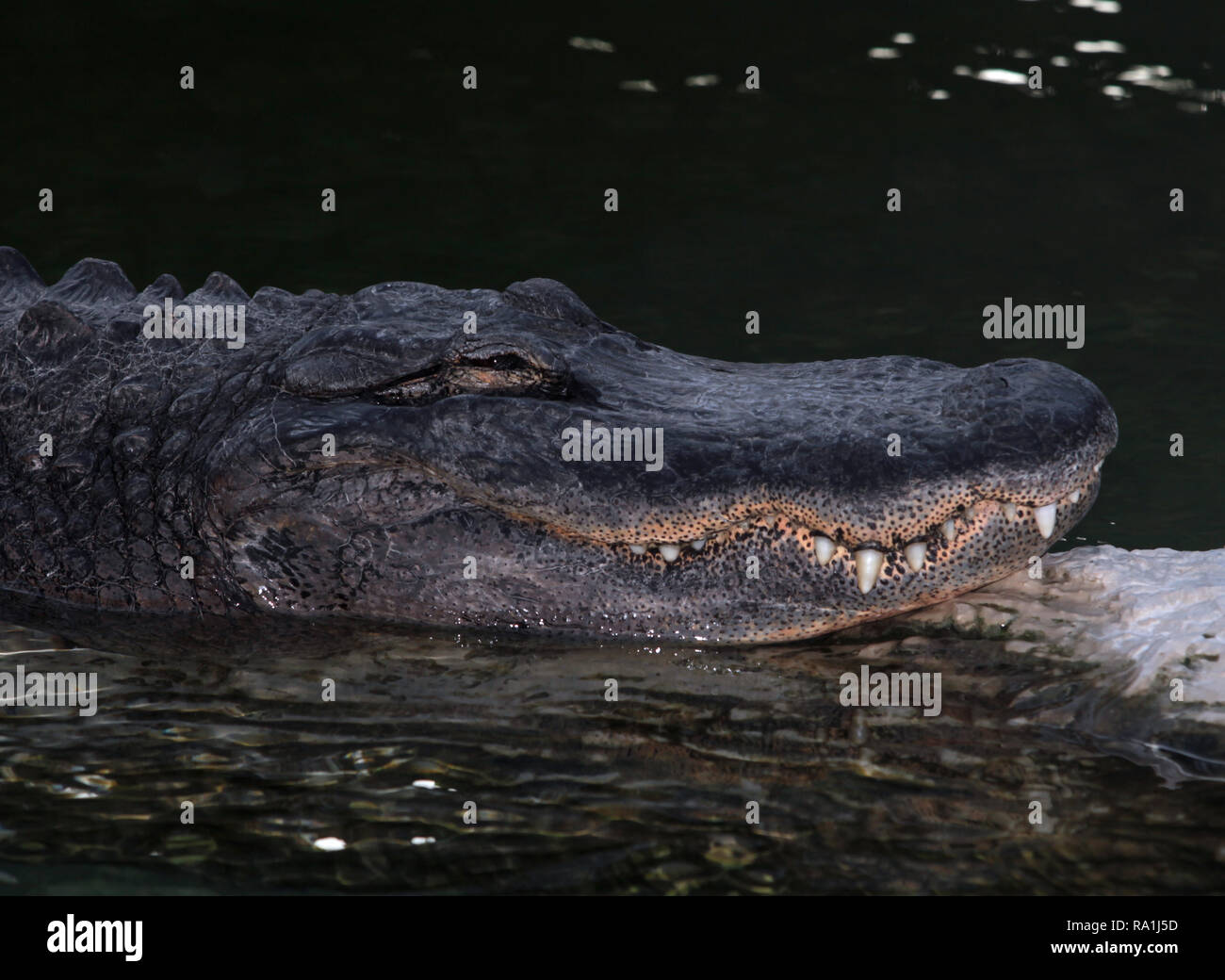 Un coccodrillo americano in uno stagno in un remoto South Florida posizione. Foto Stock