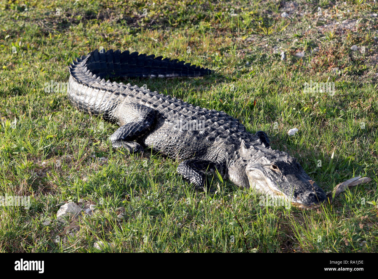 Un coccodrillo americano in uno stagno in un remoto South Florida posizione. Foto Stock