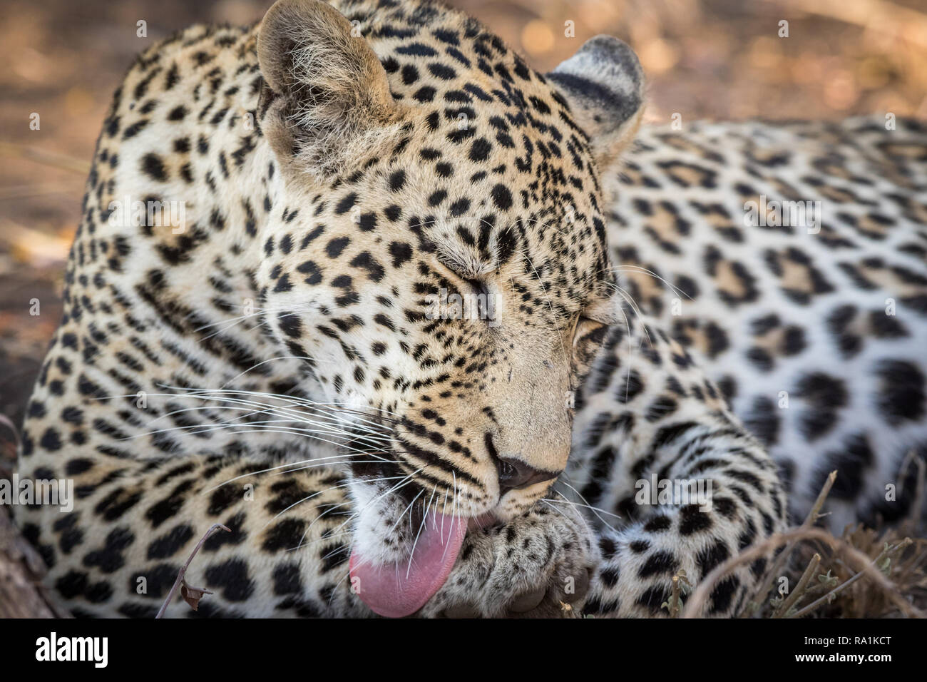 Aspetto stupefacente maschio grooming leopard se stesso dopo aver mangiato un pasto. Foto Stock