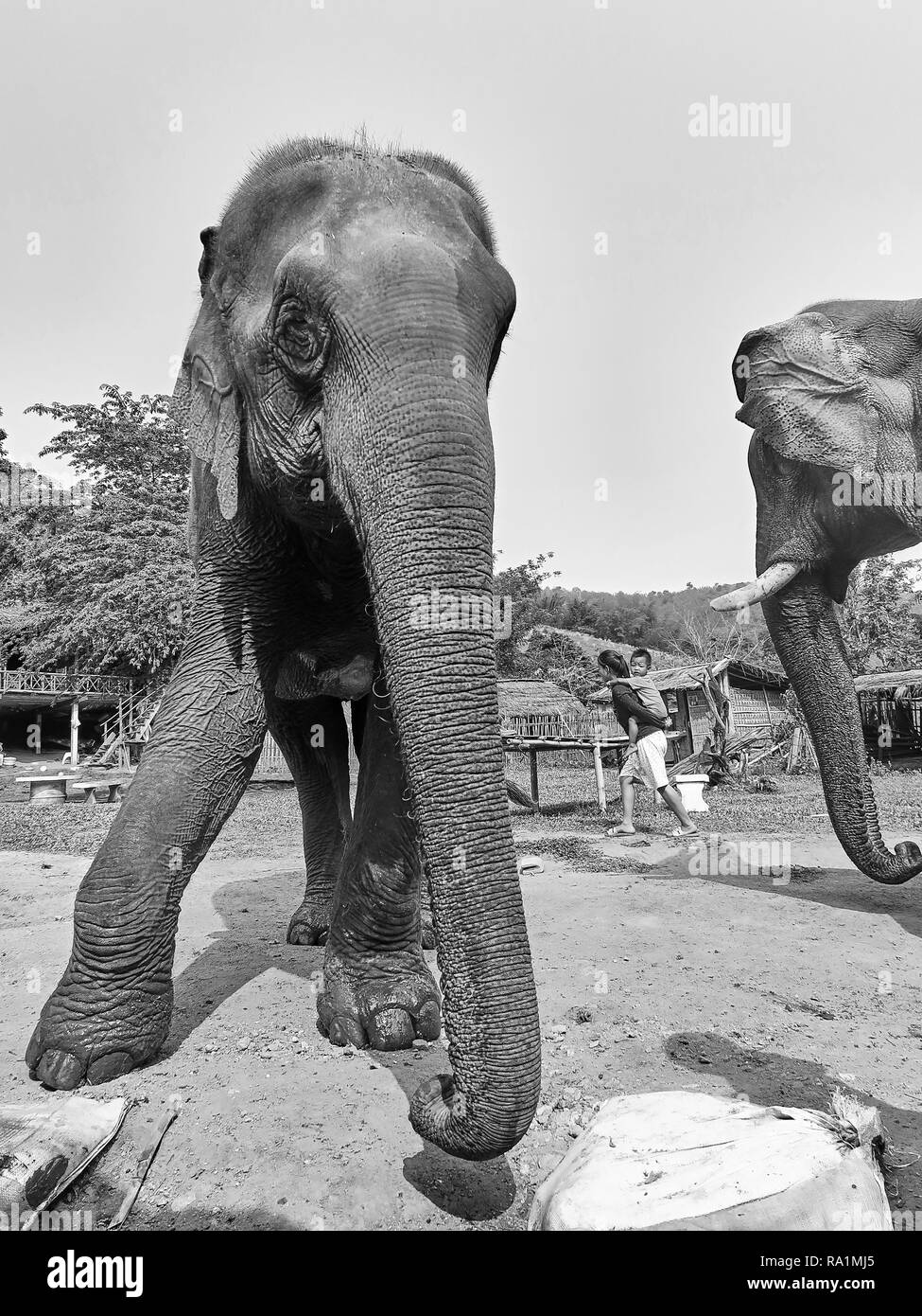 Due elefanti asiatici in un villaggio thailandese Foto Stock