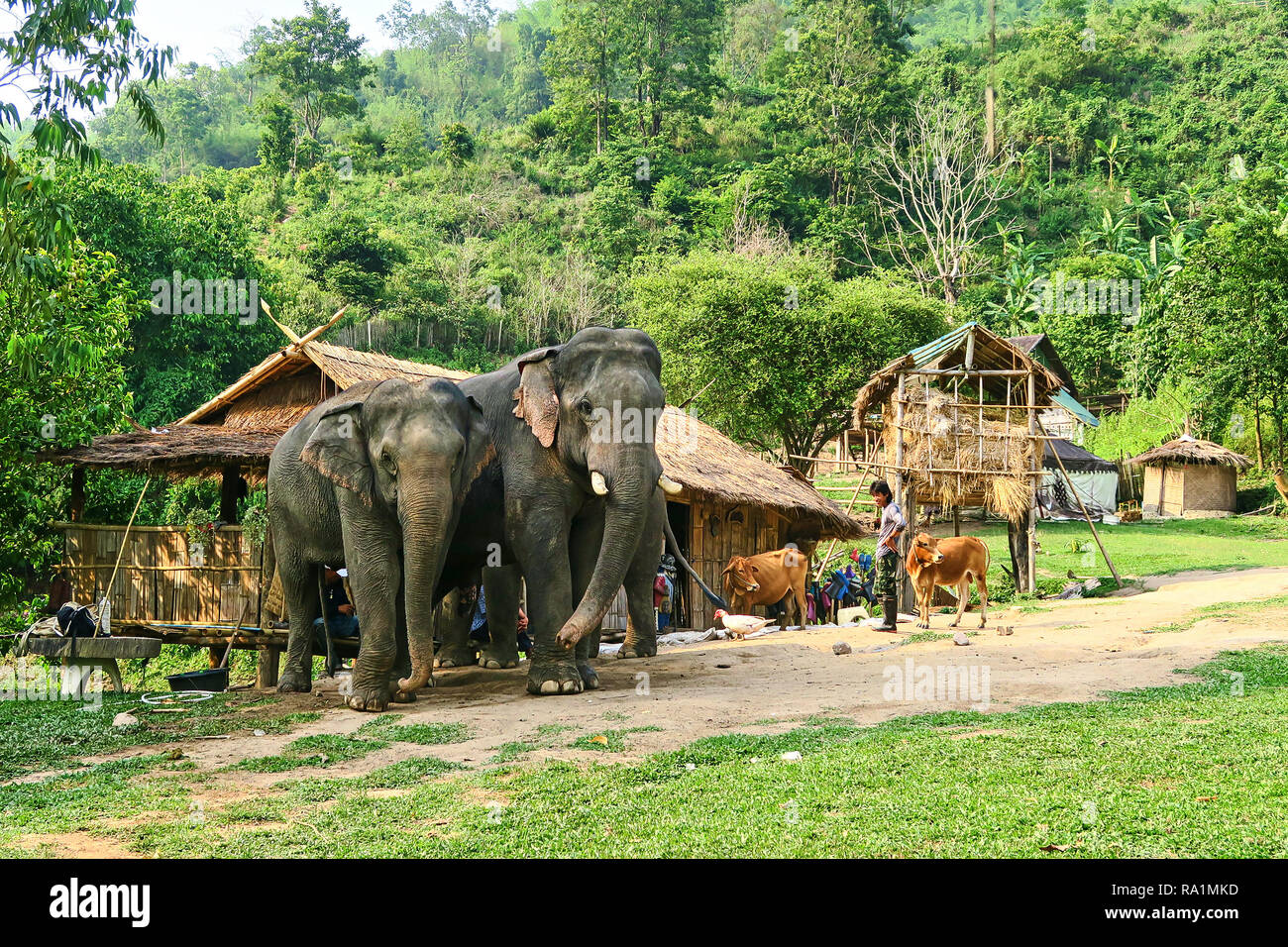 Campagna tradizionale scena in un villaggio Thailandese con gli elefanti e vacche Foto Stock