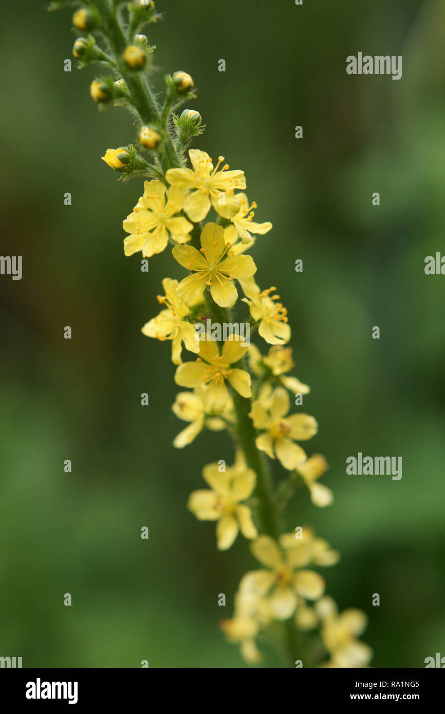 Agrimonia eupatoria (agrimonia) Foto Stock