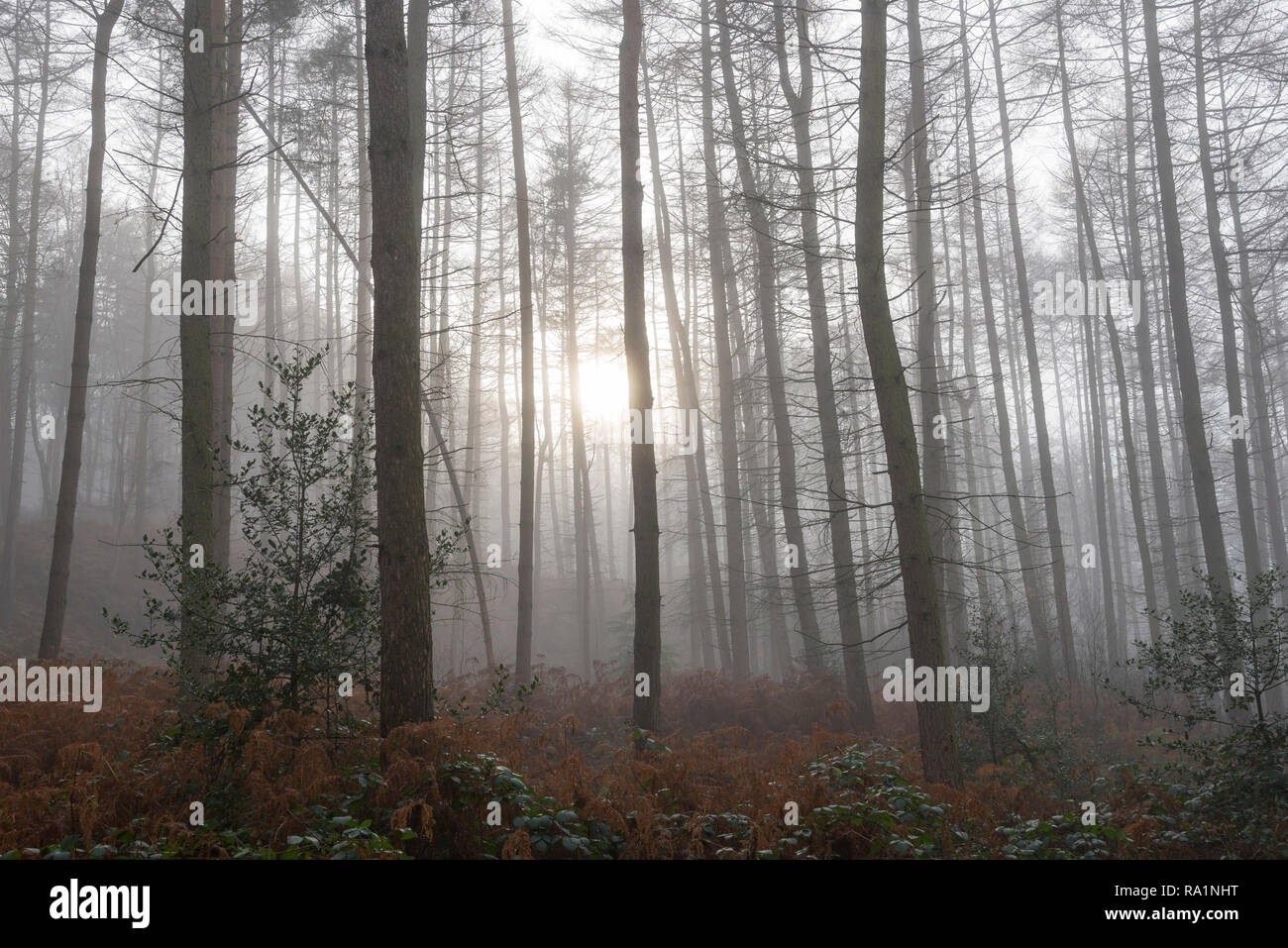 Atmosferica mattino invernale in Erncroft boschi, Etherow country park, Stockport, Inghilterra. Condizioni di nebbia nella fitta foresta. Foto Stock