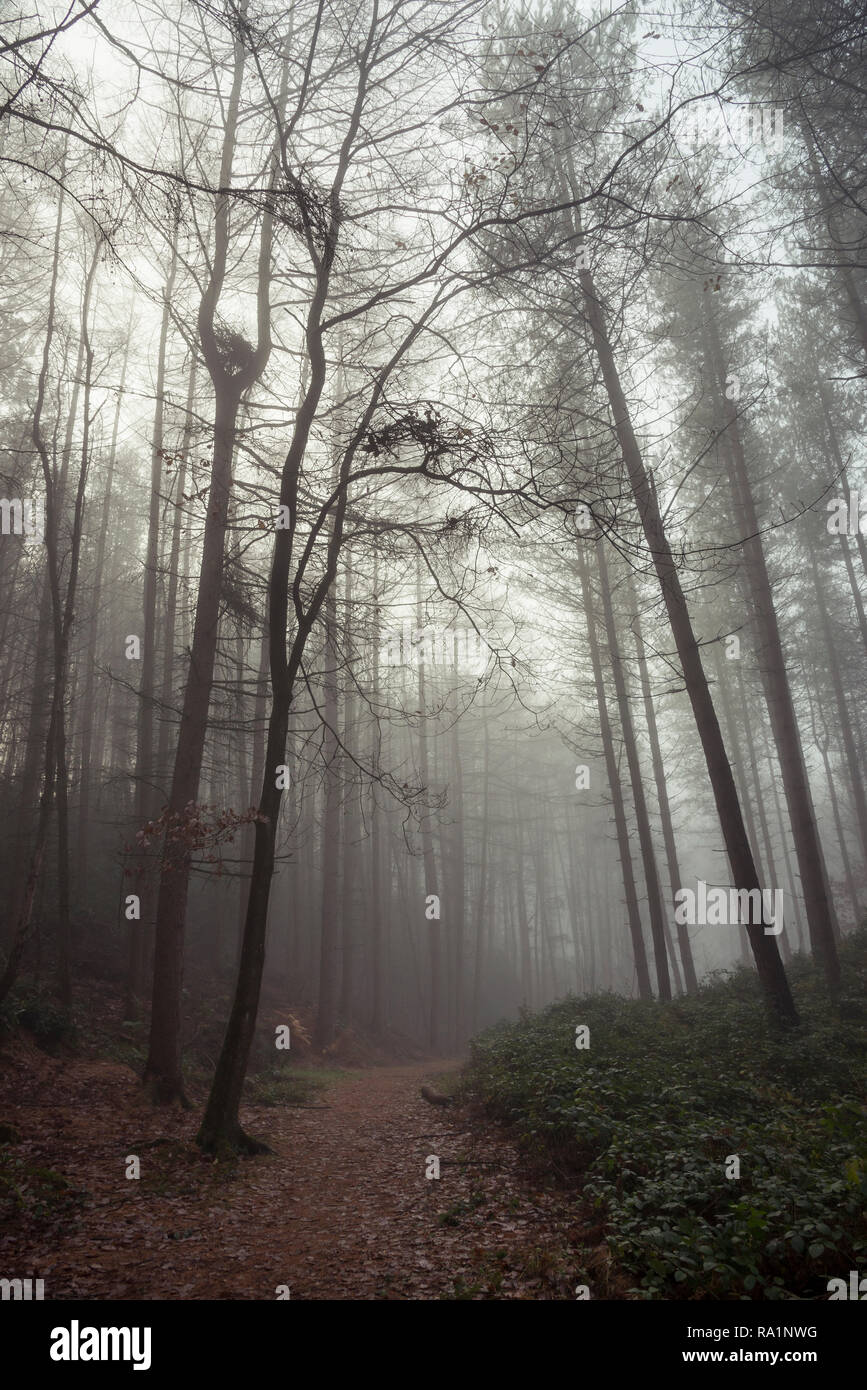 Atmosferica mattino invernale in Erncroft boschi, Etherow country park, Stockport, Inghilterra. Condizioni di nebbia nella fitta foresta. Foto Stock