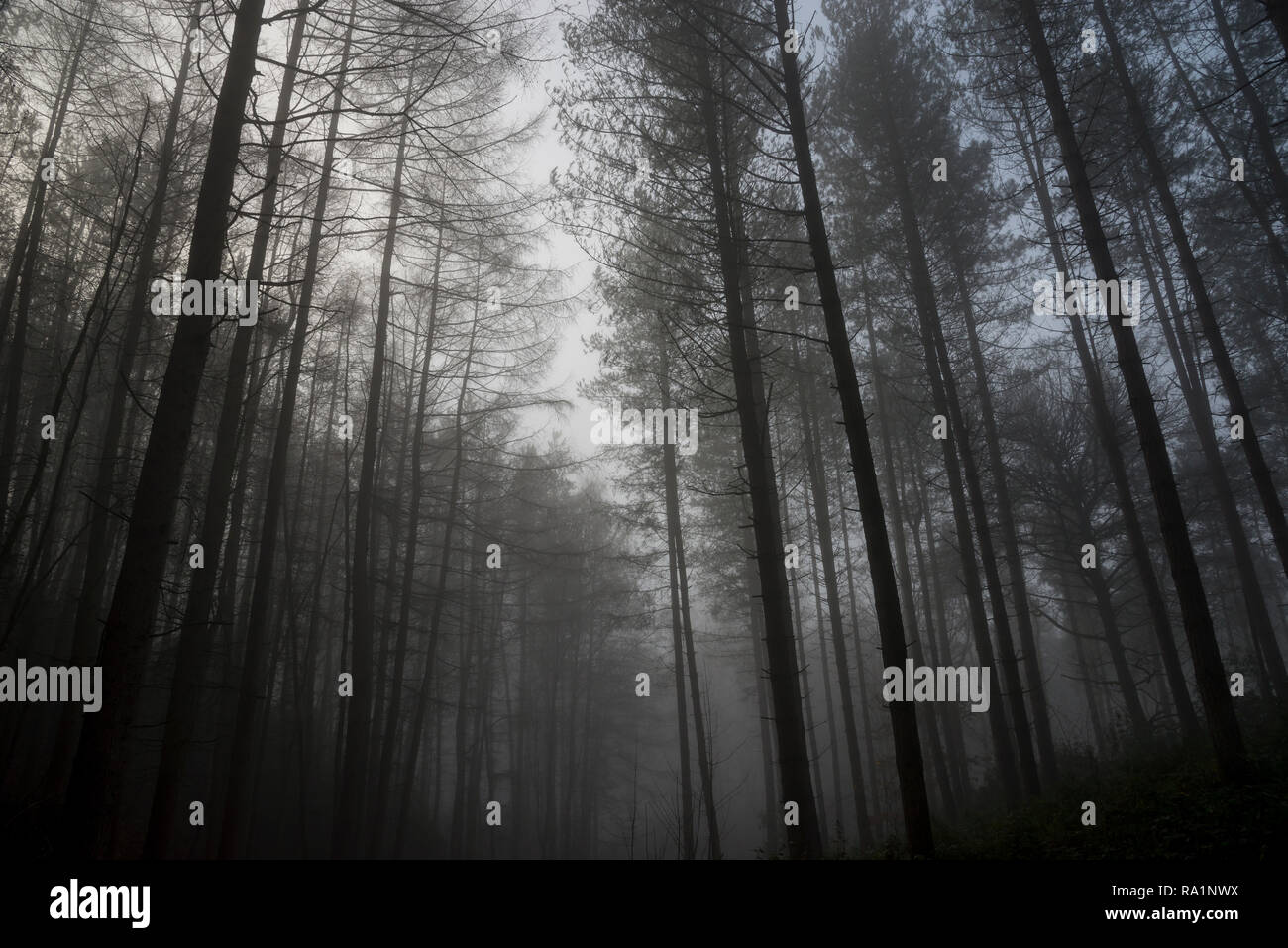 Atmosferica mattino invernale in Erncroft boschi, Etherow country park, Stockport, Inghilterra. Condizioni di nebbia nella fitta foresta. Foto Stock