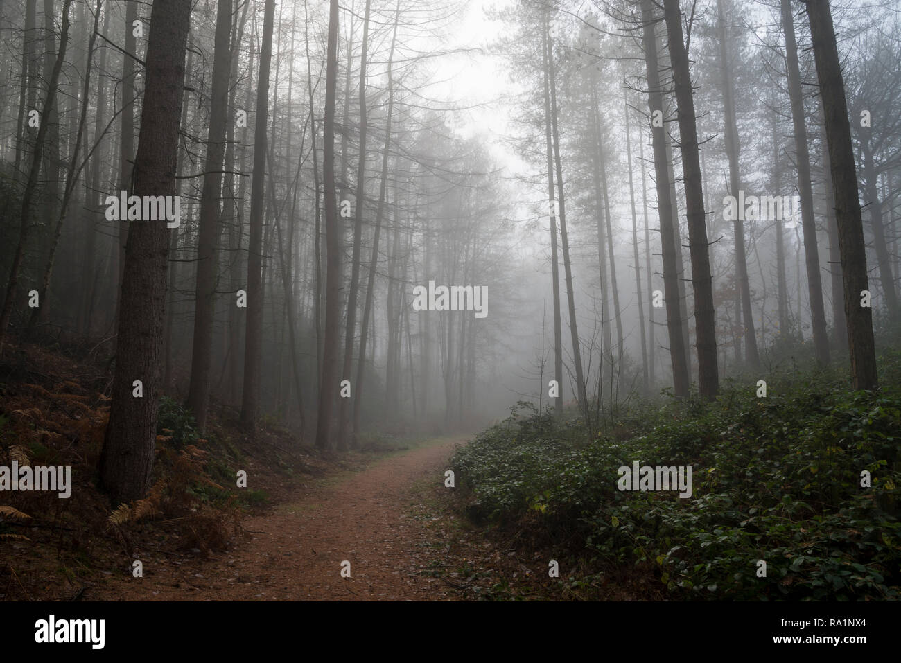 Atmosferica mattino invernale in Erncroft boschi, Etherow country park, Stockport, Inghilterra. Condizioni di nebbia nella fitta foresta. Foto Stock