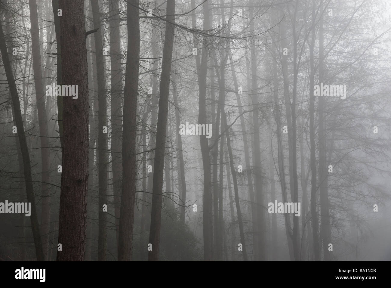 Atmosferica mattino invernale in Erncroft boschi, Etherow country park, Stockport, Inghilterra. Condizioni di nebbia nella fitta foresta. Foto Stock