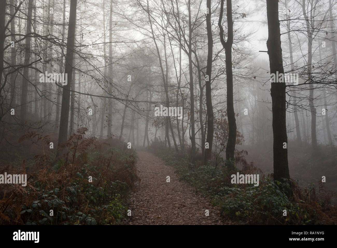 Atmosferica mattino invernale in Erncroft boschi, Etherow country park, Stockport, Inghilterra. Condizioni di nebbia nella fitta foresta. Foto Stock