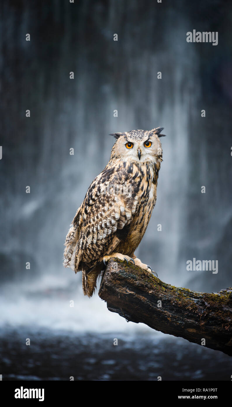 Ritratto di grande maestoso Gufo Reale arroccato su albero caduto con esposizione lunga cascata in background Foto Stock