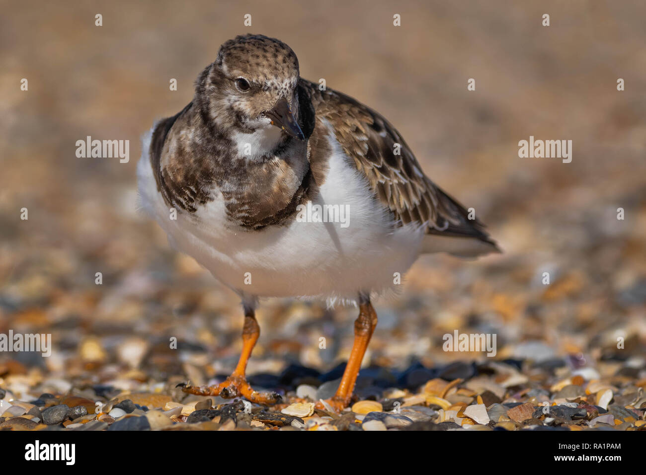 Un rudy turnstone camminare su gusci rotti. Foto Stock